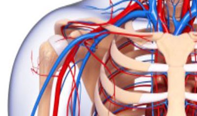 blood-vessels