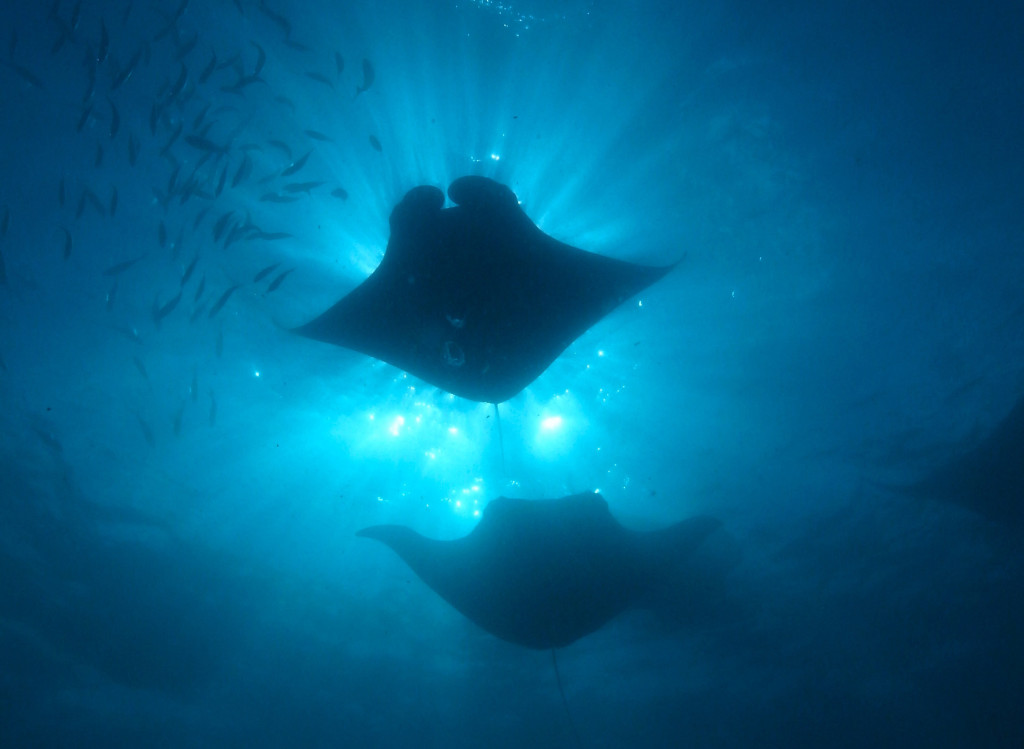 manta rays feeding, Maldives | ADAS