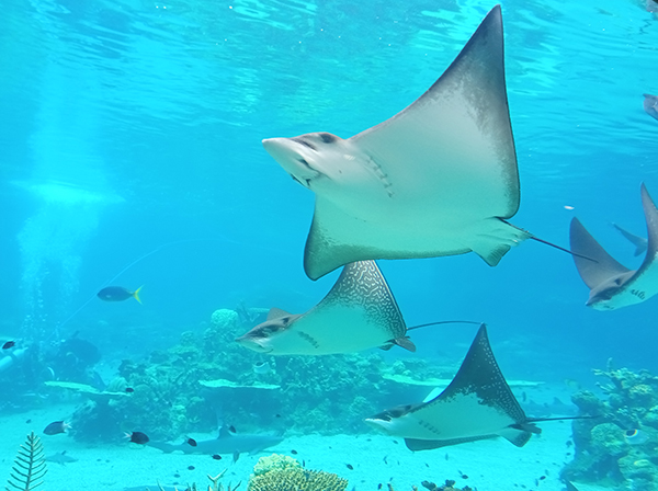 Cownosed Rays At Seaworld